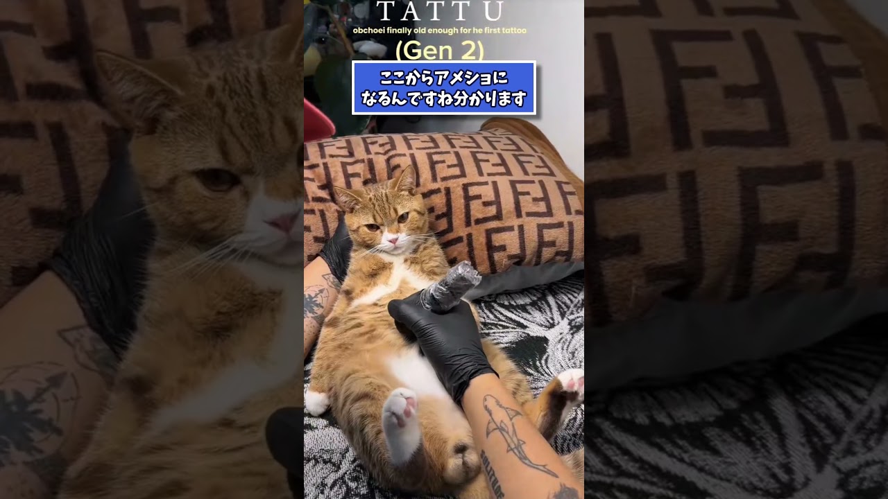 ネッコの動画見てニヤけたら負けwww #2ch #2ch動物スレ #動物 #犬 #猫 #shorts