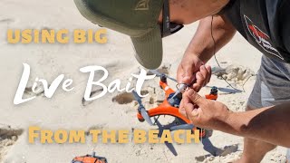 How to use Live bait From the Beach |  4K