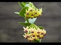 Growing Hoyas - The Indestructible Houseplant の動画、YouTube動画。