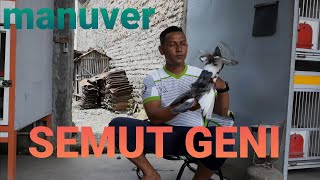 Semut Geni Manuver