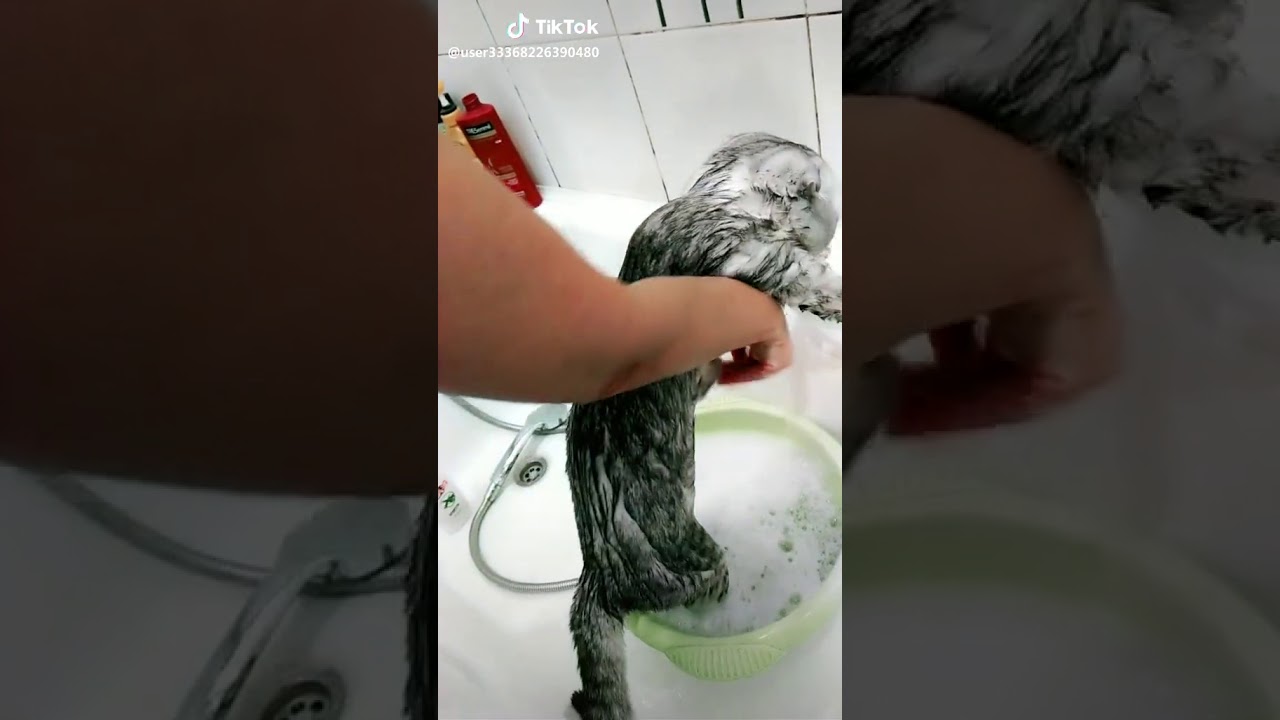 Кот говорит нормально