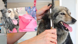 Never Shave Down - Double Coated Dog Grooming