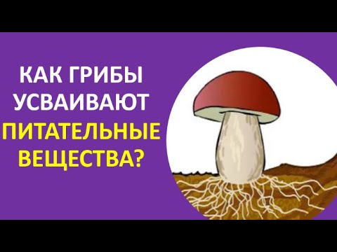 презентация по грибам. перевариваются ли грибы в желудке. царство грибов питание. сколько минут варятсч шрбы. полезность грибов.