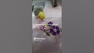 #اكسبلور #قران كريم #funny #المصحف #animals #ضحك #تيك توك #duet #kpop #blackpink 3