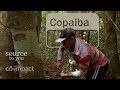 Copaiba Oil: Behind the Scenes Sourcing of Copaiba Essential Oil