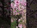 Almond blossoms in Japan.