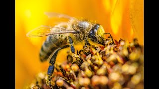 Один день из жизни пчелы | Макросъемка
