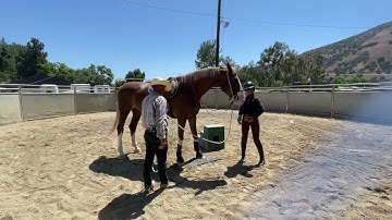 Teaching a young horse to stand at a mounting block using clicker training