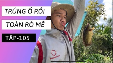 Tập 105 - Câu Cá Rô Đồng Ở Miền Tây, Đồng Tháp Mười - Perch Fishing In Vietnam
