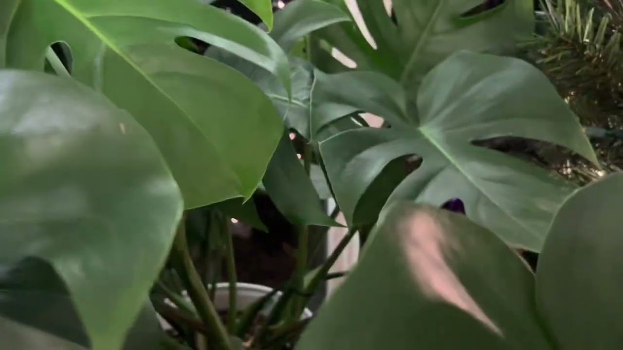 Wow big Leaf Monstera Plant Indoor #shorts 