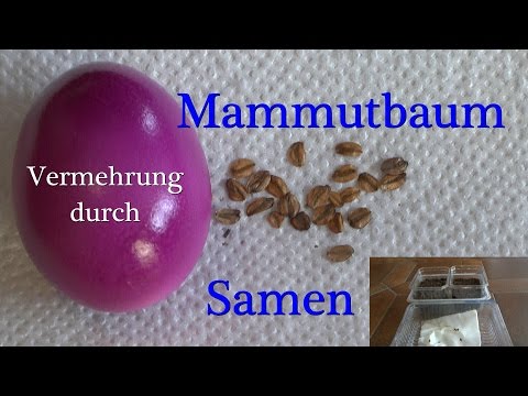 Video: Wie lange brauchen Mammutbaumsamen zum Keimen?