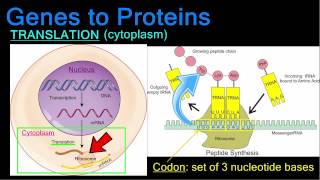 Genes to Proteins