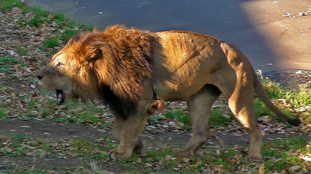 video phone beyonce mp3 吼えるライオンRoaring Lion