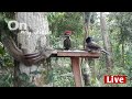 Live cam recorded animals