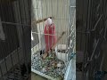 Tahimik siya now #parrot #birds #lovebirds #funny