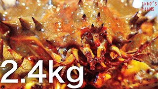 衝撃！幻の蟹「花咲蟹」驚異の2.4kg！ヤドカリの一種である花咲蟹、毛蟹やズワイガニと比べて味はいかに？【活かに 北斗】【IKKO'S FILMS】【品川イッコー】OMAKASE