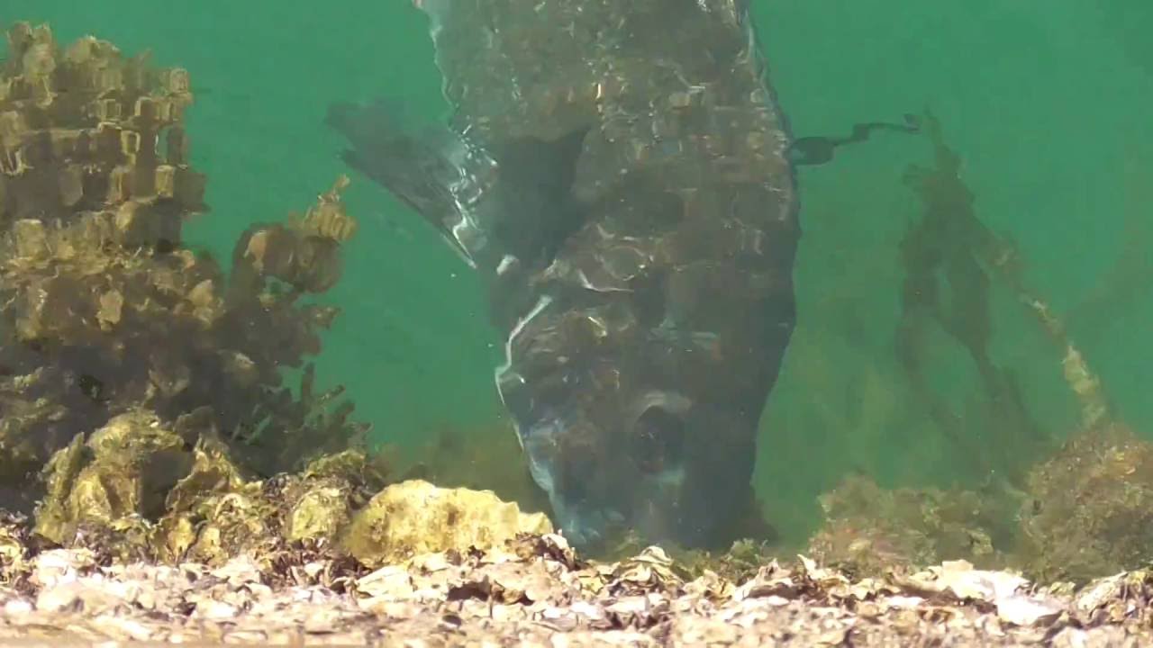 岸壁のエサを食べるチヌ クロダイ 和歌山南紀地方は黒鯛の宝庫 釣太郎 Youtube