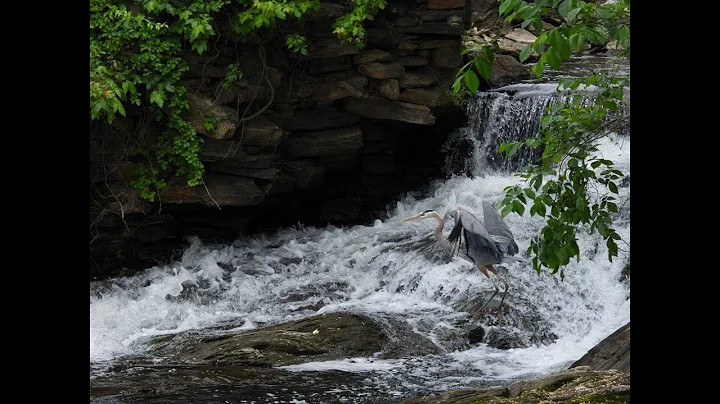 The Health of Baltimore City Waterways Then and Now