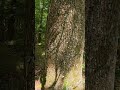 You WON'T Believe the Size of This Tree!