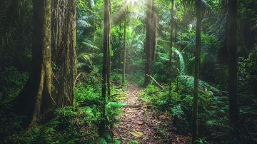 Amazon Rainforest Sounds | South America | Jungle sounds