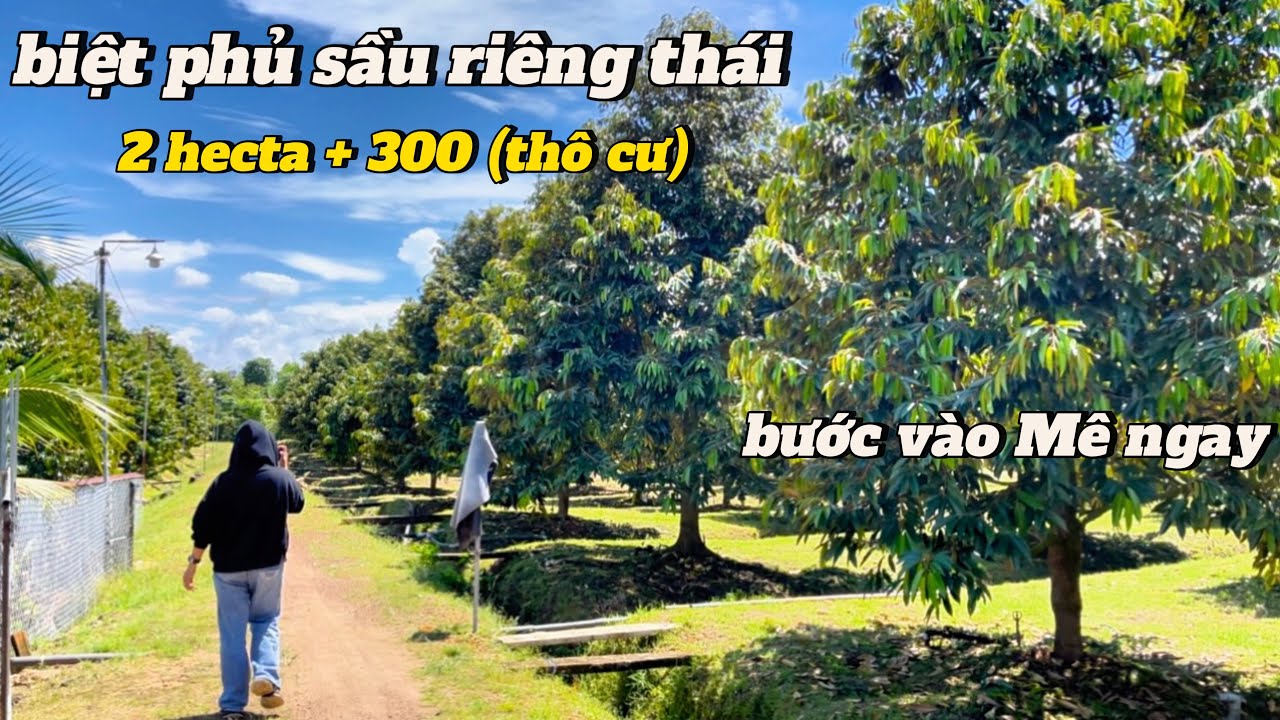 Biệt phủ sầu riêng Anh nông dân chân đất nuôi sống cả gia đình trên mãnh vườn sầu Riêng 