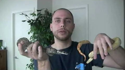 Boa Breeding Profiles - Episode 5 - Jack and Jill