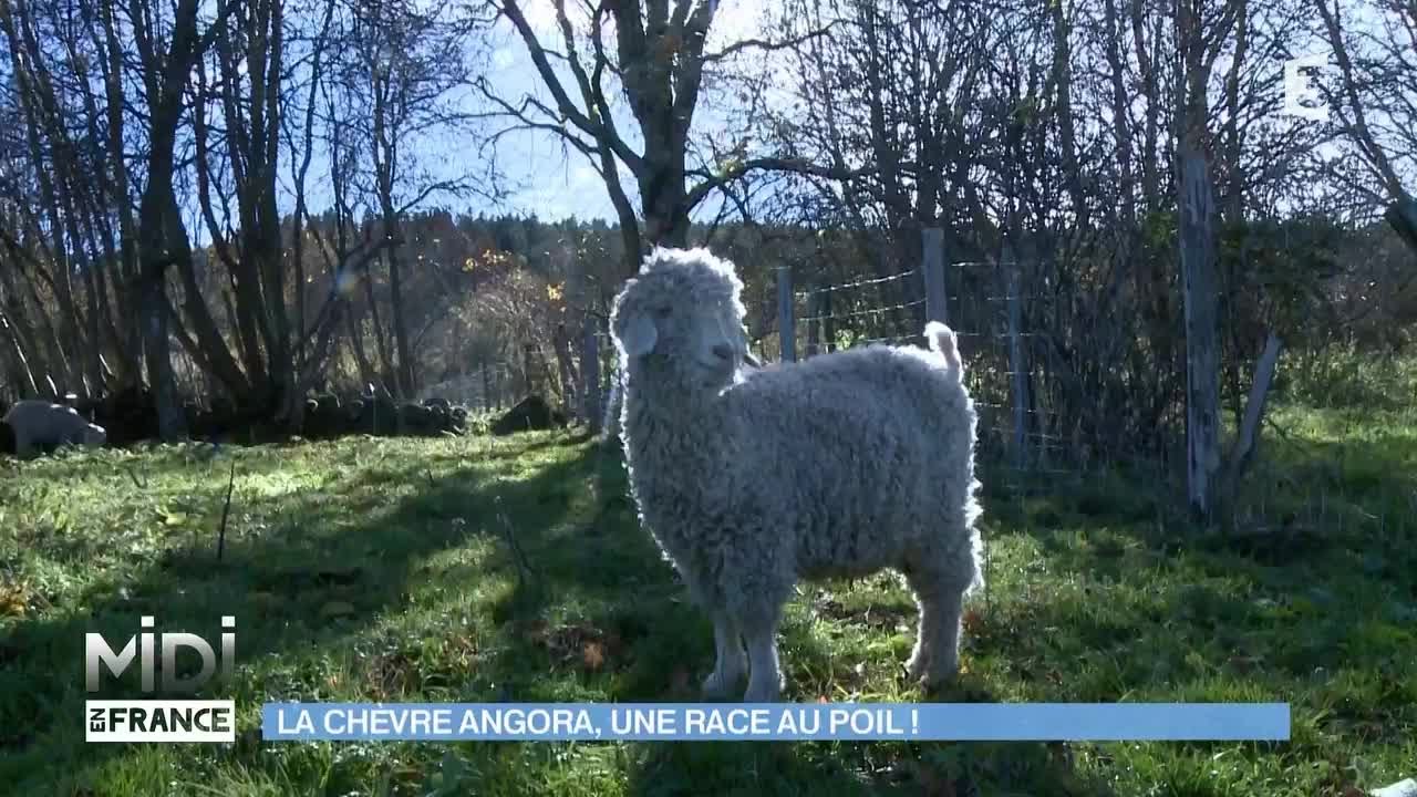ANIMAUX & NATURE : La chèvre angora, une race au poil !