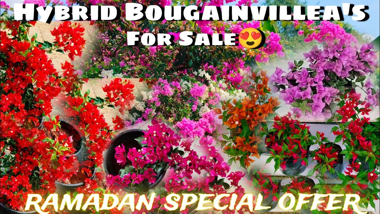 Ramadan special offer sale😍/Hybrid Bougainvillea's for sale/Malayalam/Fidhus world