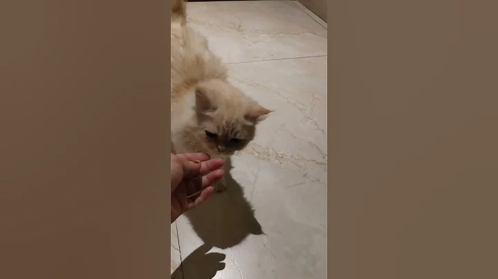 Watch the video about #catvideos #catvideos #catvideos #cat #persiancat #catlover #catshorts #persian #funny #funnycat