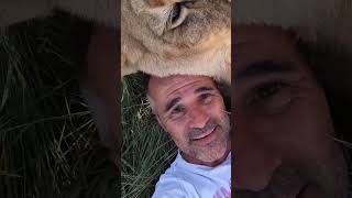 Lion Greeting | The Lion Whisperer