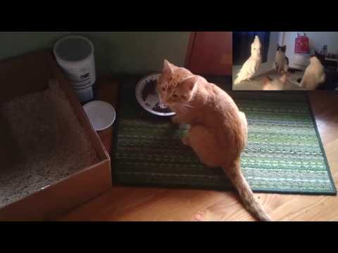 cat's-reaction-to-meowing-cockatoo-on-video