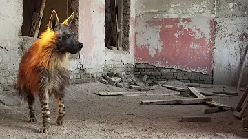This Ghost Town Is Home To Africa's Rarest Predator | BBC Earth