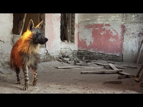 Video This Ghost Town Is Home To Africa's Rarest Predator | BBC Earth