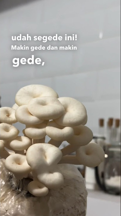 Percobaan tanam jamur tiram!