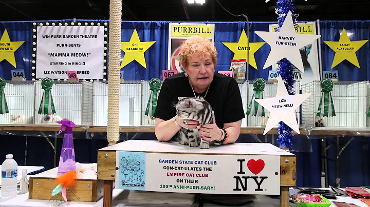 Watch the video about American Shorthair - Garden State Cat Show