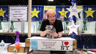 American Shorthair  Garden State Cat Show