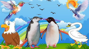 THỬ THÁCH ĐOÁN TÊN CÁC LOÀI CHIM SIÊU DỄ THƯƠNG TRONG GIỚI TỰ NHIÊN | HỌC CÙNG RUBY TV