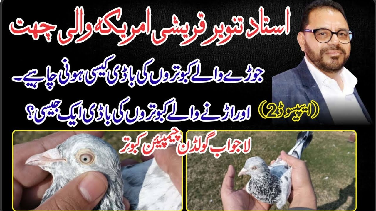 Ustad Tanveer Qureshi Golden Pigeon 