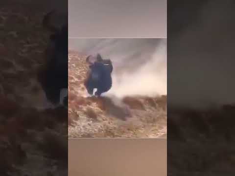 Волк напал на яка но получил удар рогами.