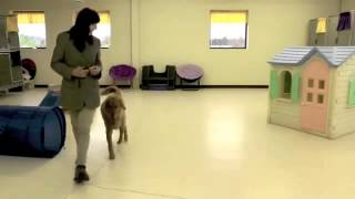 Golden Retriever, Day 8 Off Leash, Recall, Heel, Sit, Wait, Door Manners - Dog Trainer by Dog Trainer 14 views 9 years ago 4 minutes, 43 seconds