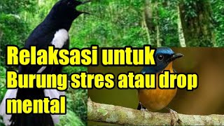 Terapi untuk burung kacer stres atau drop mental