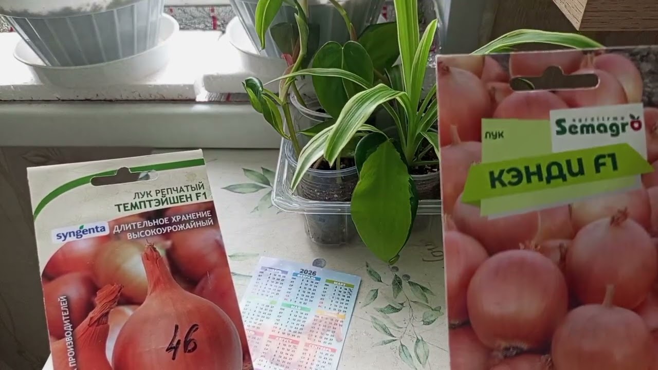 О сроках посева лука и культуре речи.