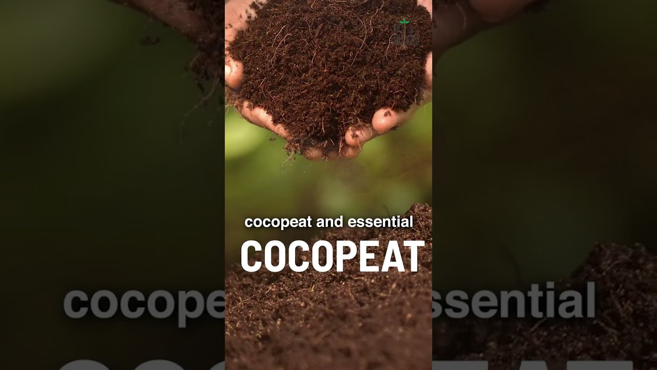 Best Organic Pot Mix