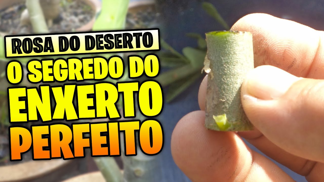 Nunca mais faça ENXERTO em ROSA DO DESERTO sem ver esse vídeo