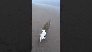 White Jack Russell Puppy 12 Weeks Digging Sand