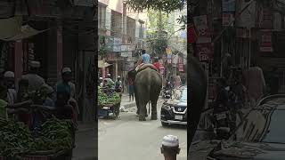 হাতি | The Elephant #elephant #হাতি