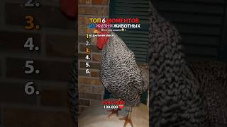 СМЕШНЫЕ МОМЕНТЫ #shortvideo #short #shorts