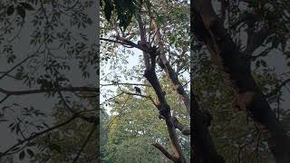 Morning Voice Birds 2025 #birds #shorts #viral