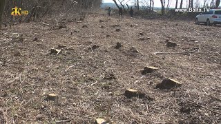 Незаконне знищення лісопосадок в Кодимі