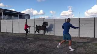 Hackney Pony - Stallion - Benjamin Buttons - South Africa - Golden Stud
